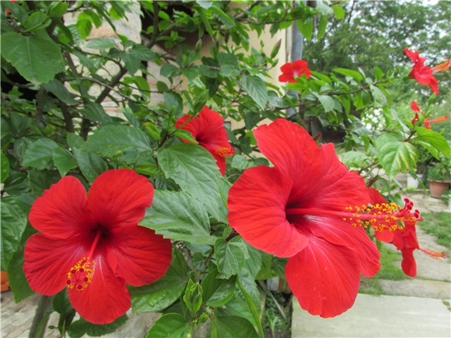 hibiskus